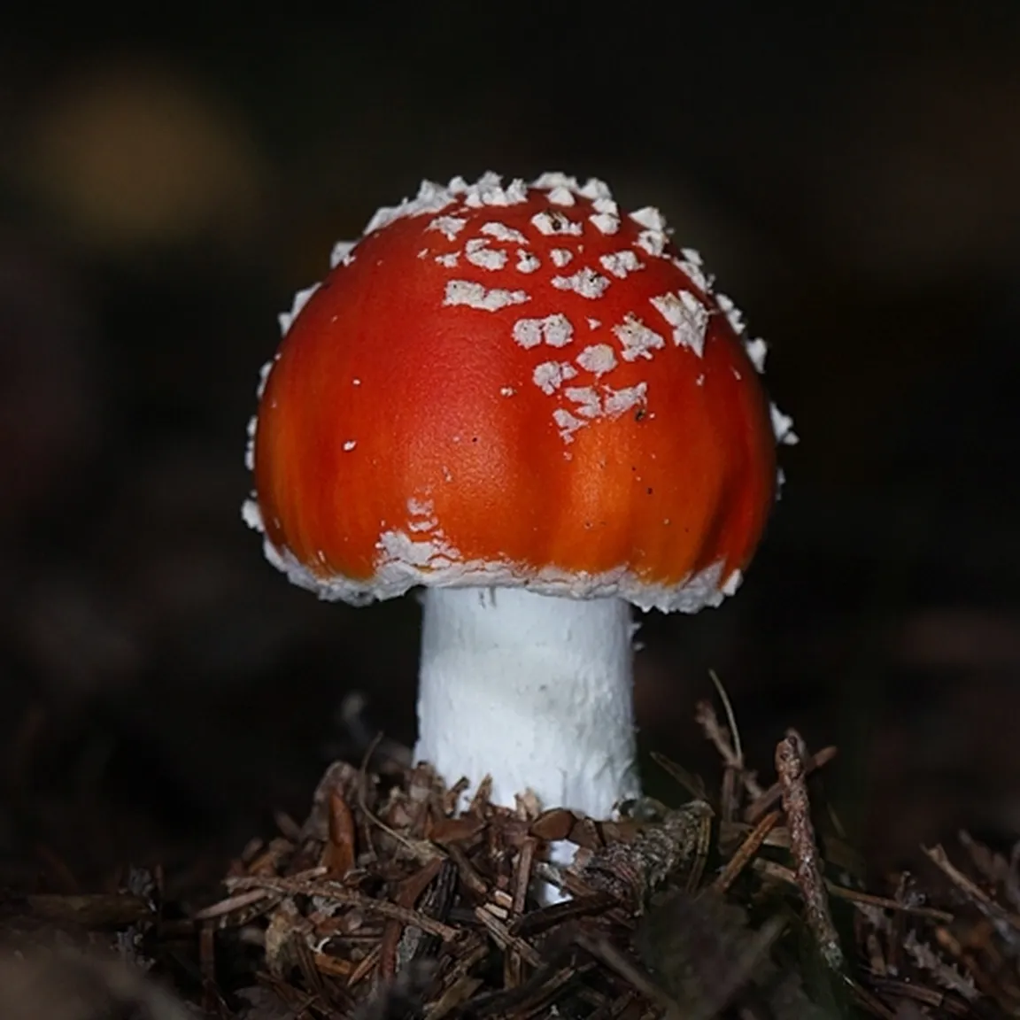 Rdeča mušnica (Amanita muscaria) z belimi pikami na gozdnih tleh.