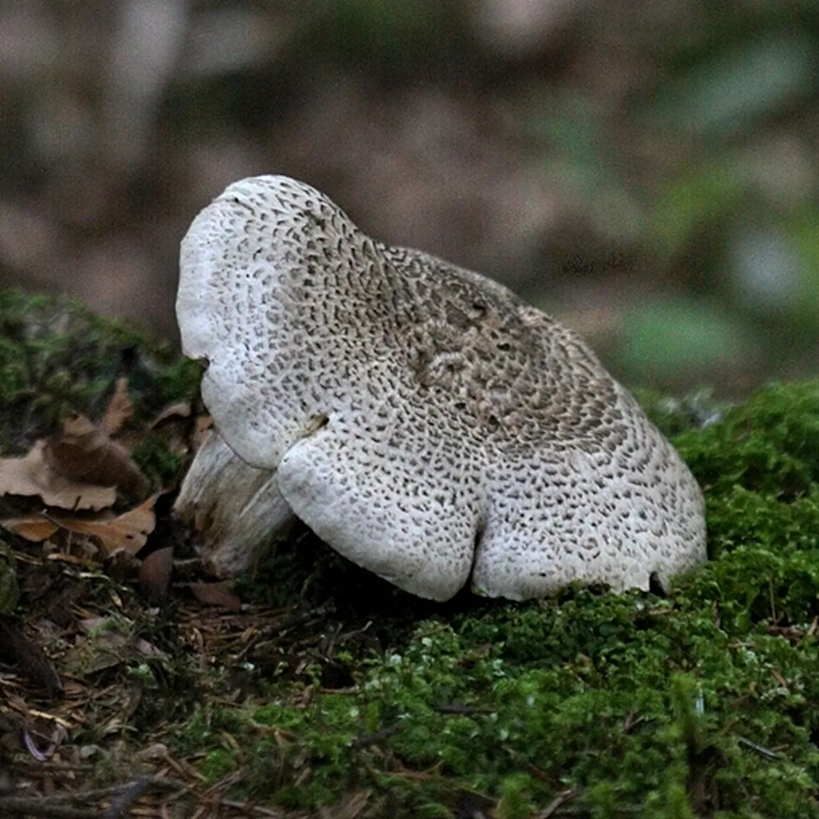 Tigrasta strnjenka (Lentinus tigrinus) raste na mahu.