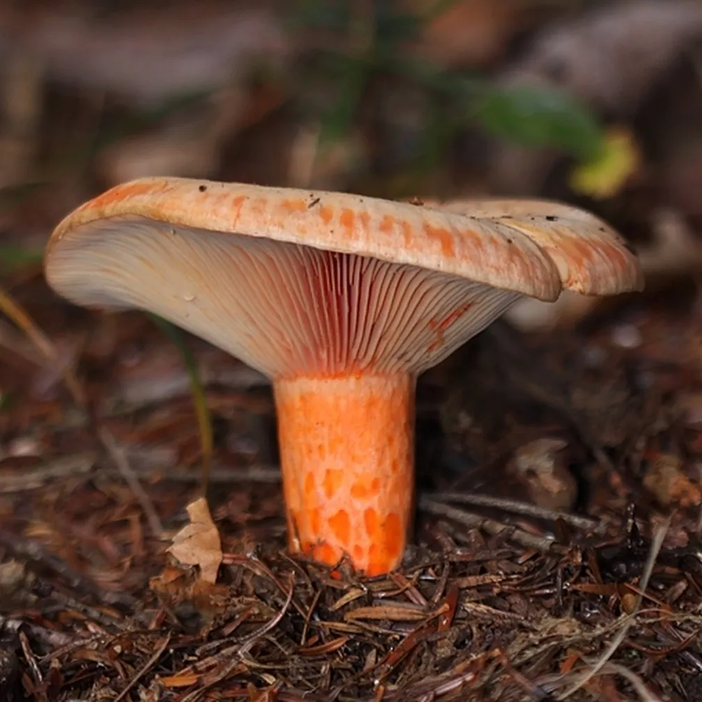 Užitna sirovka (Lactarius deliciosus) raste v gozdu.