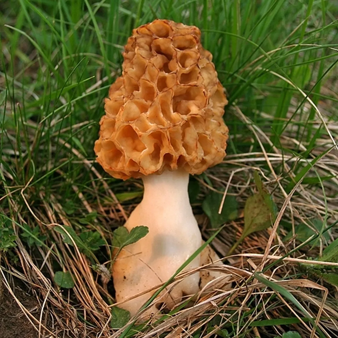 Užitni smrček ali mavrah (Morchella esculenta) raste med travo.