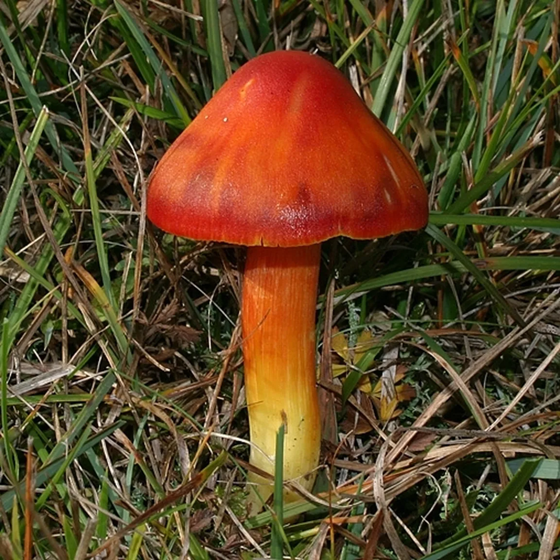 Velika vlažnica (Hygrocybe punicea) raste v travi.