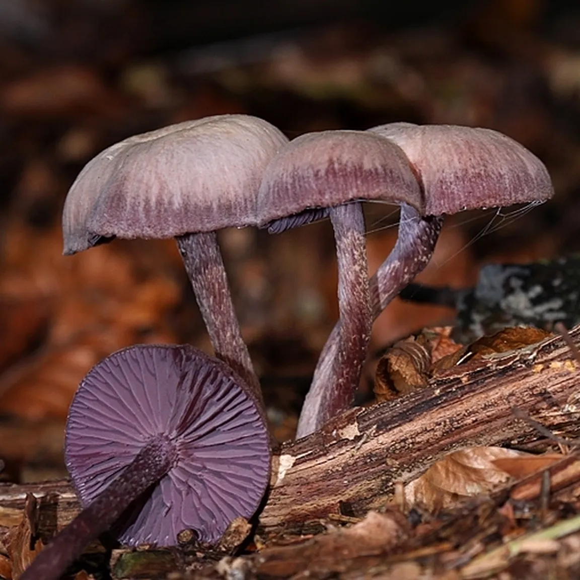 Vijoličasta bledivka (Laccaria amethystina) raste na lubju.