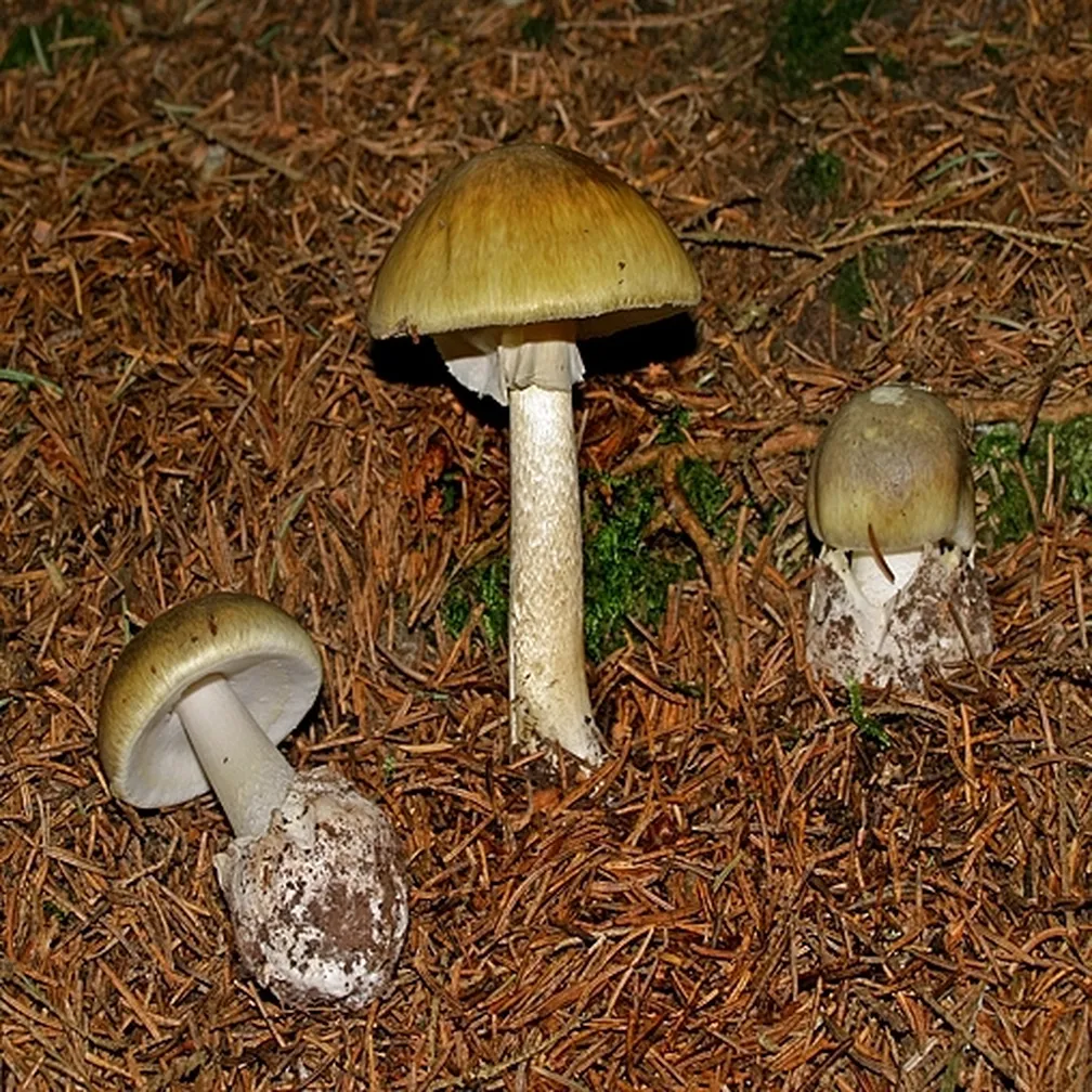 Tri gobe zelene mušnice (Amanita phalloides) na rjavi podlagi.