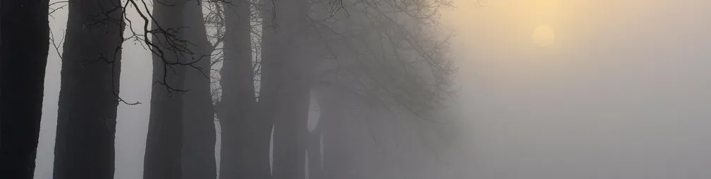 Drevored med Uncem in Rakekom, debla, slikana v jutranji megli.