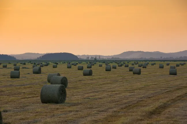 The dried-up Cerknica plain with hay bales.