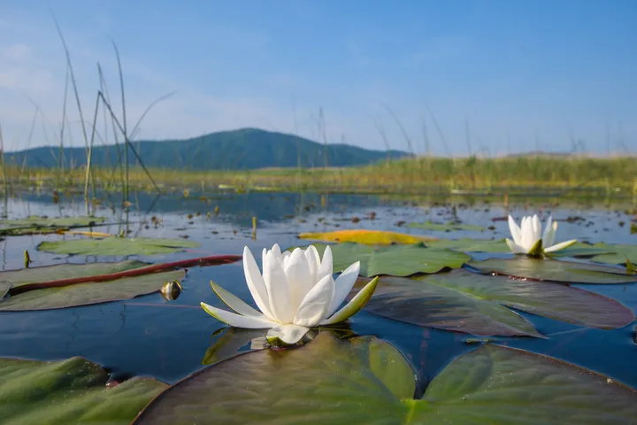 Cerkniško jezero z lokvanjem na vodni gladini,