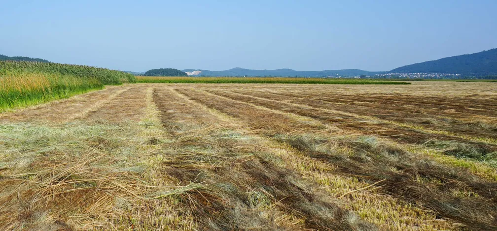 Pokošen travnik z vrstami posušene trave. V ozadju so vidni gozd, griči in jasno nebo.