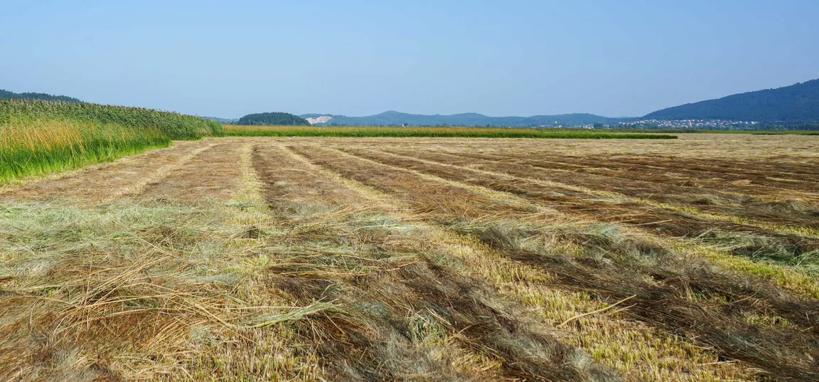 Pokošen travnik z vrstami posušene trave. V ozadju so vidni gozd, griči in jasno nebo.