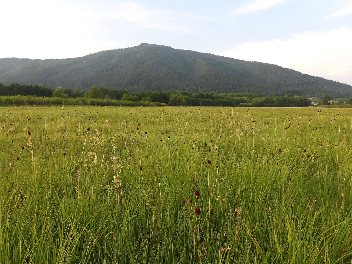 Prostrano zeleno polje z visoko travo in divjimi cvetlicami v ospredju. V ozadju se dviga velika gora, porasla z drevjem in vegetacijo. Nebo je delno oblačno z vidnimi modrimi zaplatami.