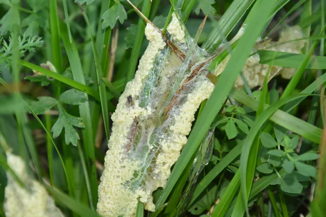 A pale yellowish mass of dog sick slime mold, scattered among the grass and leaves, as if someone had spilled a thick liquid in the middle of nature.