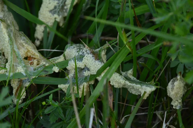 A slimy white mass among the grass – a dog sick slime mold, a single-celled organism in the growth phase.