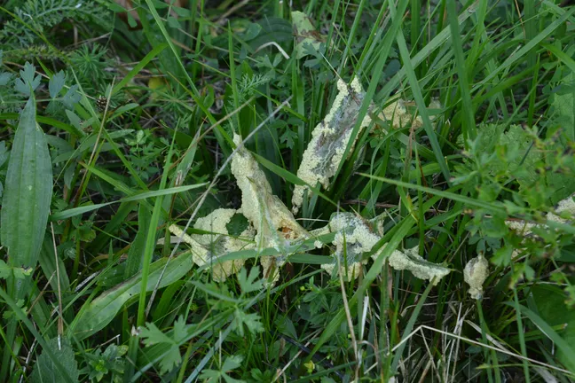 Dog Sick Slime Mold (Mucilago crustacea), a slime mold from the class Myxogastria, as a pale yellowish to white slimy mass, spread among grass and plants on a damp autumn meadow.