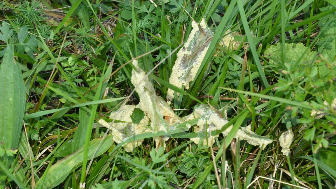 Dog Sick Slime Mold (Mucilago crustacea), a slime mold from the class Myxogastria, appearing as a pale yellow to white mass on grass. The slimy structure spreads among vegetation and plays a role in the natural decomposition cycle in moist autumn environments.
