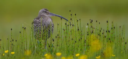 Ptica z dolgim ukrivljenim kljunom stoji v visoki travi, obdani z rumenimi cvetovi, na mehko zamegljenem zelenem ozadju.