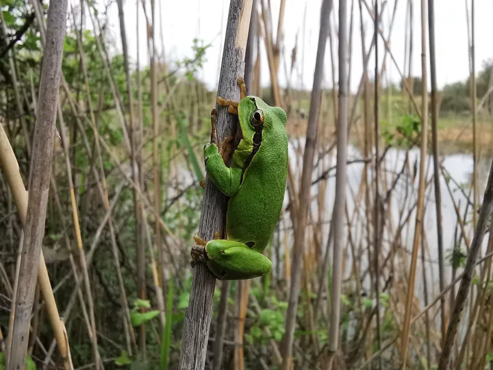 Zelena rega, ki pleza po steblu trstičja ob robu mokrišča, v ozadju pa je vidna voda in gosto rastlinje.