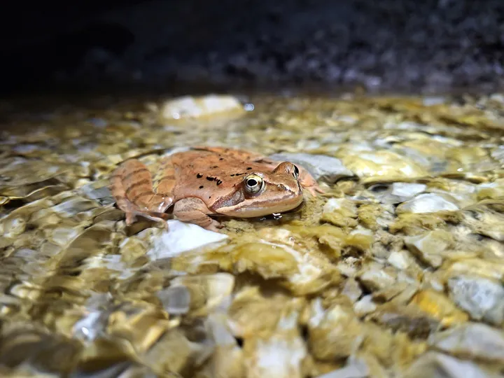 Rosnica, rjavkasta žaba, ki miruje v plitvi, prozorni vodi s prodnatim dnom v senčnem delu potoka.