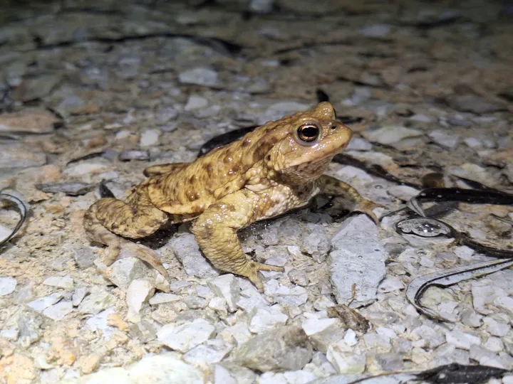 Rjavkasta krastača na prodnatih tleh, osvetljena z bližnjo svetlobo, obdana z drobnimi kamenčki.