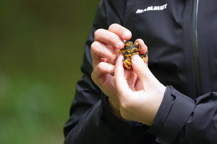 Oseba v črni jakni drži v rokah majhno dvoživko z rumeno-črnim vzorcem na trebuhu.