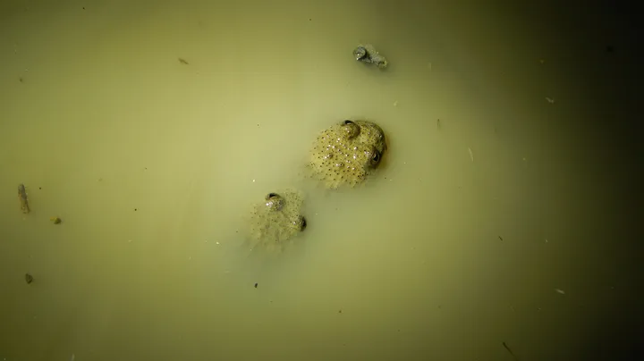 Dva hribska urha v ampleksusu, osvetljeni v motni, rumenkasti vodi.