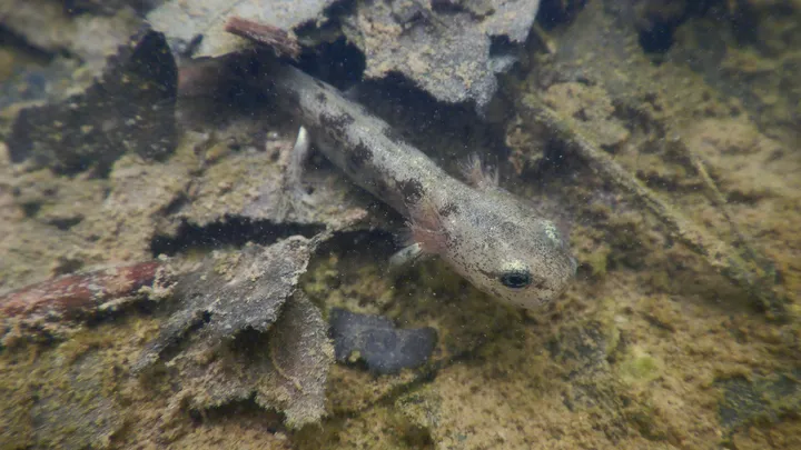 Ličinka navadnega močerada, skrita med listjem in muljem na dnu plitve, motne vode.