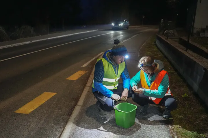 Dve osebi z odsevnimi brezrokavniki in čelnimi svetilkami ob cesti ponoči pregledujeta zeleno vedro med akcijo prenašanja dvoživk.