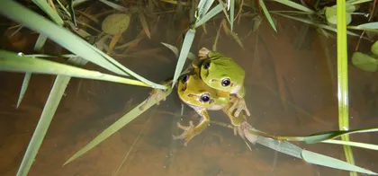 Dve zeleni regi v plitvi vodi, delno skriti med travami in rastlinjem ob robu mlake.