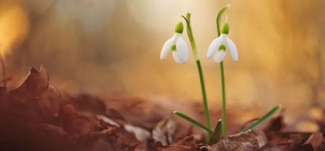 Dva bela zvončka, ki rasteta med rjavimi suhimi listi na tleh. Ozadje je zamegljeno.