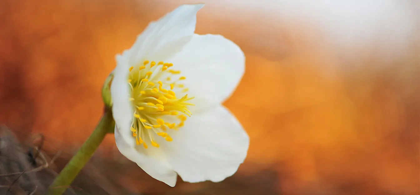 "Približan posnetek črnega teloha s širokimi belimi venčnimi listi in izrazitimi rumenimi prašniki, fotografiranega od blizu na toplem oranžnem ozadju.