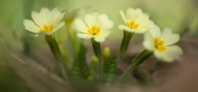 Skupina nežno rumenih trobentic, ki rastejo nizko pri tleh, fotografiranih od blizu na mehko zamegljenem zelenem ozadju.