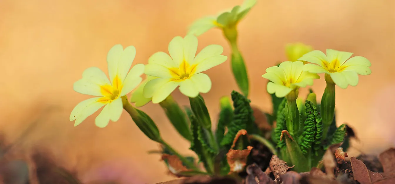 Skupina nežno rumenih trobentic, ki rastejo med suhimi listi, osvetljena s toplim oranžnim ozadjem.
