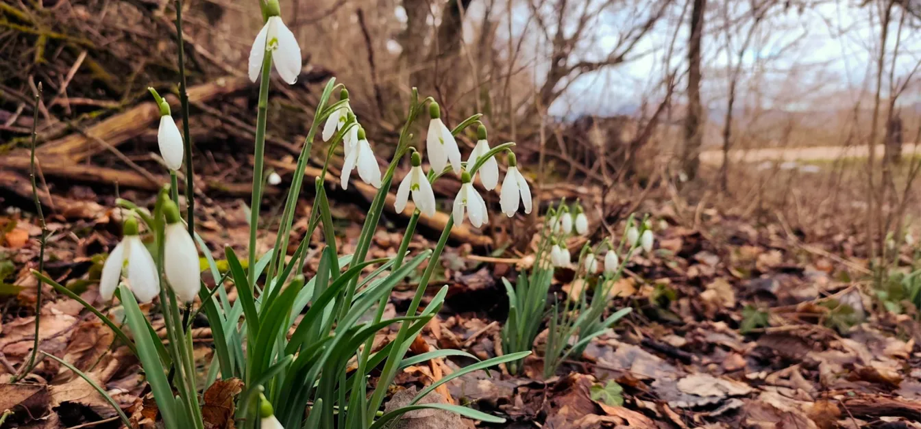 Skupina zvončkov, ki rastejo med suhimi listi na gozdnih tleh, s pogledom proti ozadju golih dreves v zgodnji pomladi.