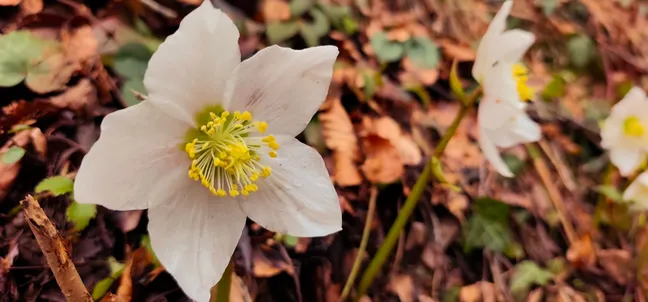 Bela cvetlica črnega teloha s širokimi venčnimi listi in rumenimi prašniki, fotografirana od blizu med suhimi listi na gozdnih tleh. V ozadju vidimo še dva črna teloha.