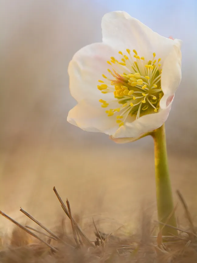Bela cvetlica črnega teloha s širokimi venčnimi listi in rumenimi prašniki, fotografirana od blizu ob mehko zamegljenem toplih odtenkov ozadju.