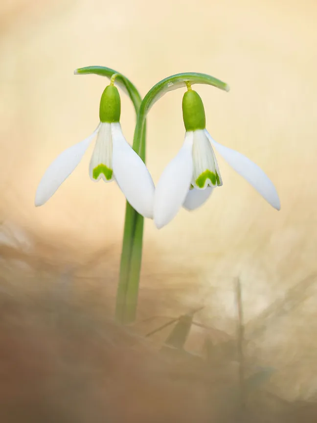 Dva bela zvončka z zelenimi poudarki, ki stojita tesno skupaj, fotografirani od blizu ob mehko zamegljenem toplih odtenkov ozadju.