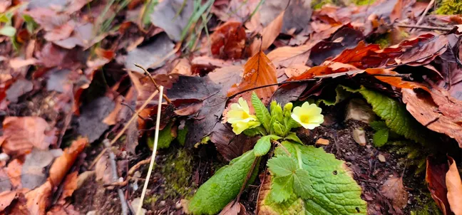 Dve rumeni trobentici cvetita med rjavim odpadlim listjem na gozdnih tleh.