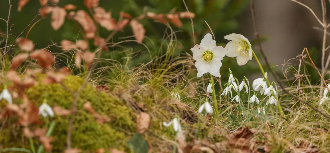 Na gozdni jasi med mahom, travo in suhimi listi raste skupina belih zvončkov, ob njih pa dve večji beli cvetlici črnega teloha.