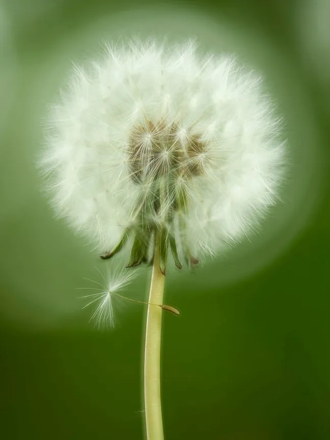 Makro fotografija bele regratove lučke na zelenem zamegljenem ozadju, s posameznim semenom, ki se pripravlja na odlet.