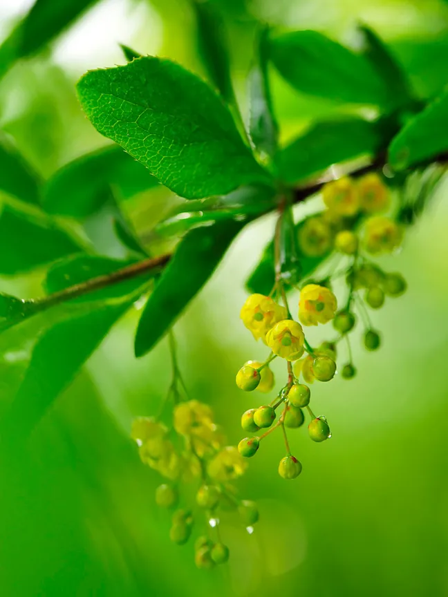 Makro fotografija drobnih rumenih visečih cvetov na veji z zelenimi listi, ujeta v mehki zeleni svetlobi z zamegljenim ozadjem.