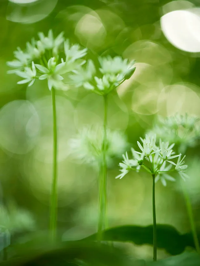 Makro fotografija treh cvetov čemaža z belimi zvezdastimi cvetovi na dolgih steblih, ujeta v mehki zeleni svetlobi z zamegljenim ozadjem.