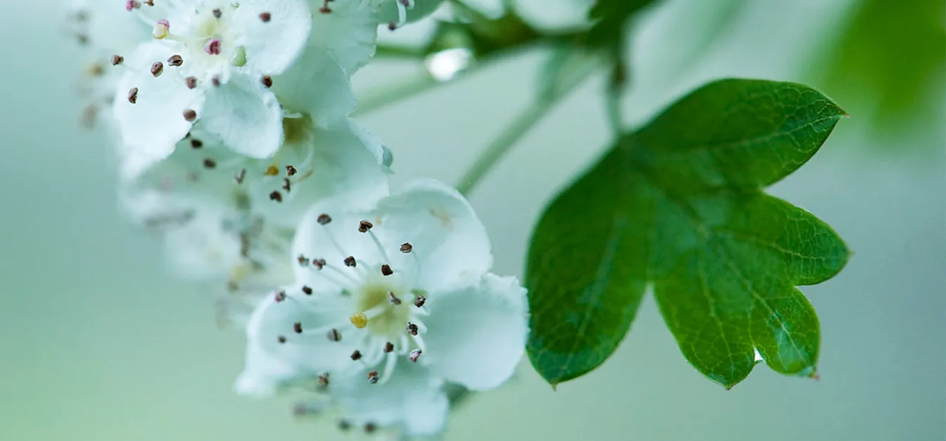 Makro fotografija belih cvetov s temnimi prašniki ter zelenega, delno izostrenega lista na mehki modro‑zeleni zamegljeni podlagi.