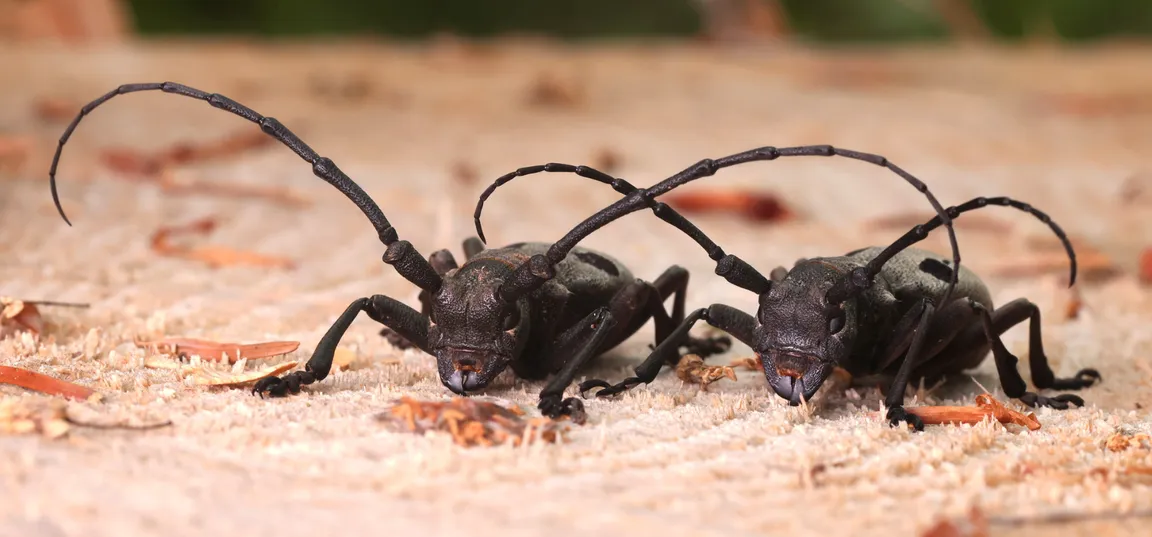 Two large beetles with very long antennae (longhorn beetles) are lying on a light-colored surface—a sawn-off tree trunk; their bodies are dark brown to black, and their antennae are curved and longer than their bodies.