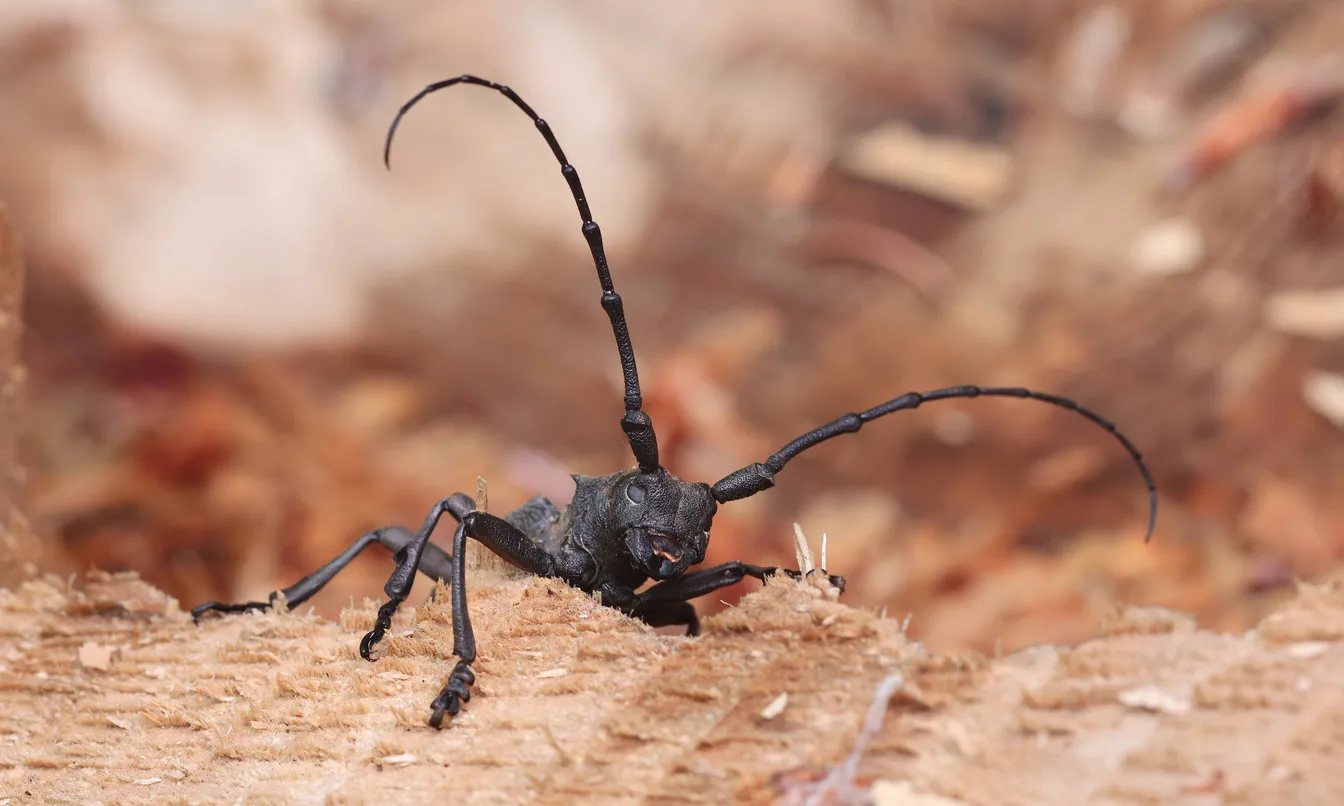 A macro shot of a dark beetle with long, upward-curving antennae on a light-colored, rough surface of wood or sawdust; the head, with its eyes, mandibles, and front legs, is in the foreground, while the background is blurred in warm brown tones.