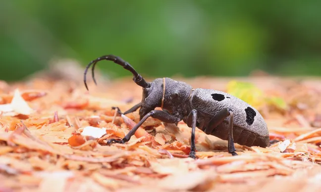 A dark beetle with long, curved antennae stands on a light-colored, crumbly substrate with tiny fragments; its body is elongated with lighter gray spots on the elytra.
