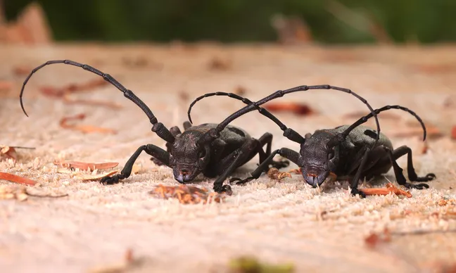 Two dark beetles with very long, curved antennae are lying on a light-colored, sandy or gritty surface; their entire front section—including their eyes, mandibles, and legs—is visible, while the background is slightly blurred.
