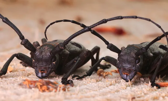 Two black beetles with long, curved antennae are lying on a light-colored, crumbly surface; the front parts of their bodies, including their eyes, mandibles, and legs, are visible.