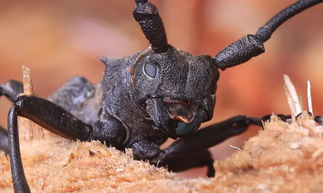 A close-up macro photograph of a black beetle with long antennae; its rough head, eyes, mandibles, and part of its legs are visible against a light-colored wooden background.