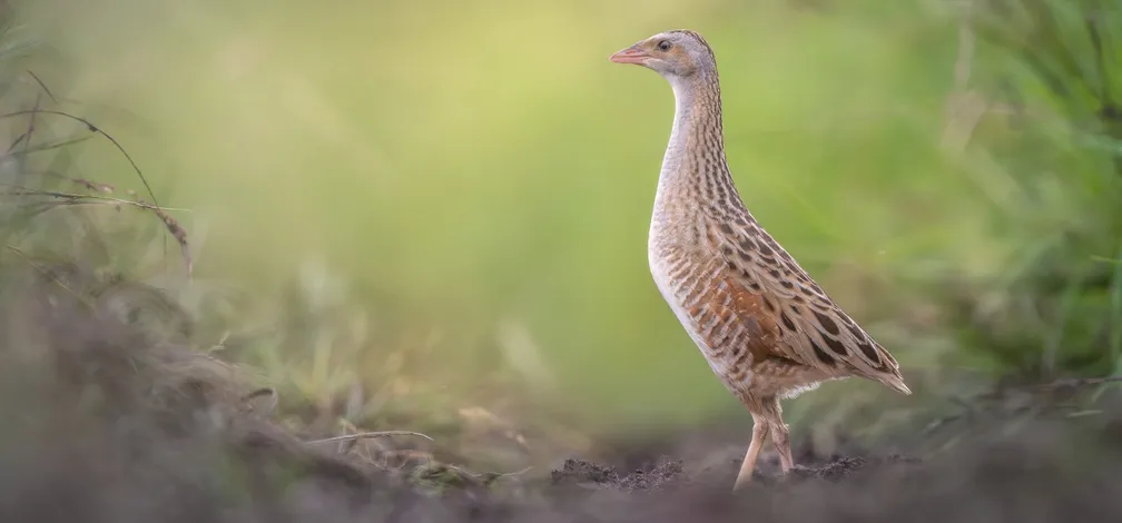 A grassland bird with mottled brown plumage stands in its natural habitat among blades of grass. The photograph shows the bird in an open grassland area with a softly blurred green background.