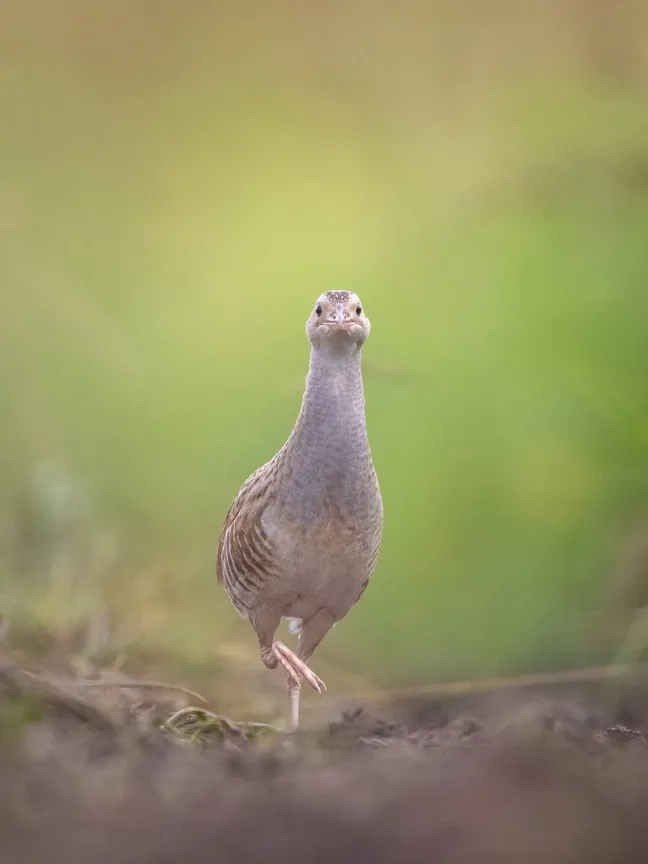 Ptica stoji na odprtem travniškem območju in je obrnjena proti fotoaparatu. Vidni so dolg vrat, svetlejše oprsje in vzorčasto perje ob bokih. Ena noga je dvignjena, ozadje pa je mehko zamegljeno v zelenih in rjavih odtenkih naravnega okolja.