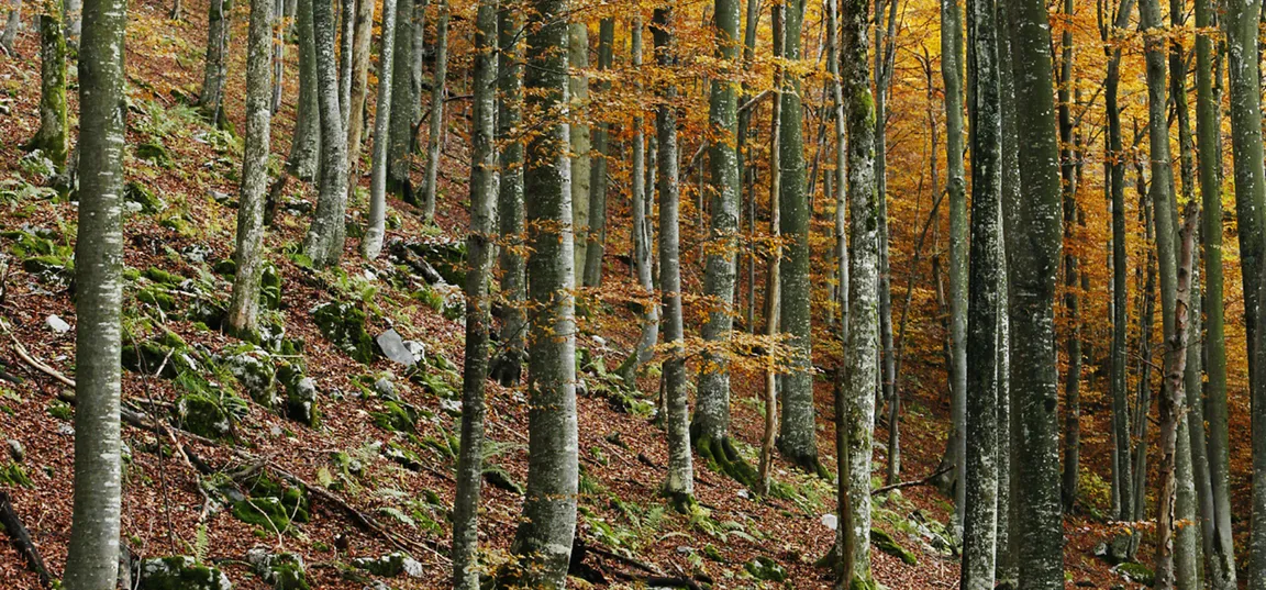 Pobočje listnatega gozda z gostimi, vitkimi drevesnimi debli. Tla so prekrita z odpadlim listjem, med katerim so raztreseni kamni in mah. Krošnje dreves se že obarvajo v tople jesenske odtenke rumene, oranžne in rjave barve, skozi gozd pa se vije strm teren.