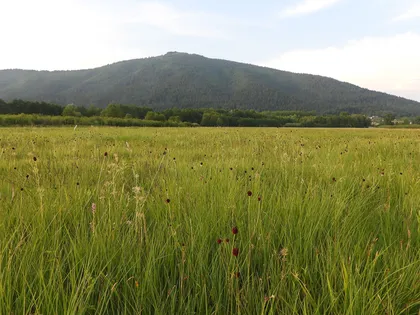 A vast green field with tall grass and wildflowers in the foreground. In the background, a large mountain rises, covered with trees and vegetation. The sky is partly cloudy with visible patches of blue.